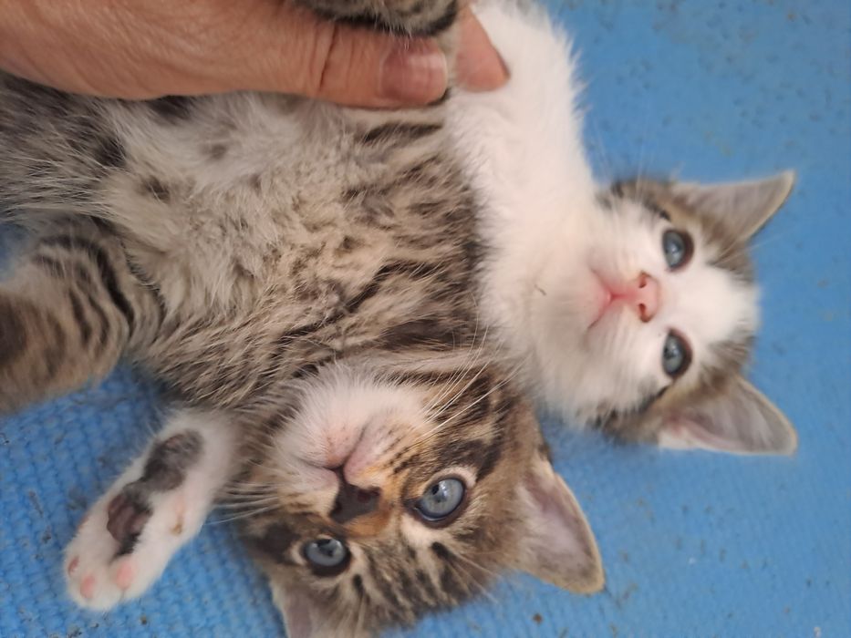 Отдам дарм котят в хороше руки