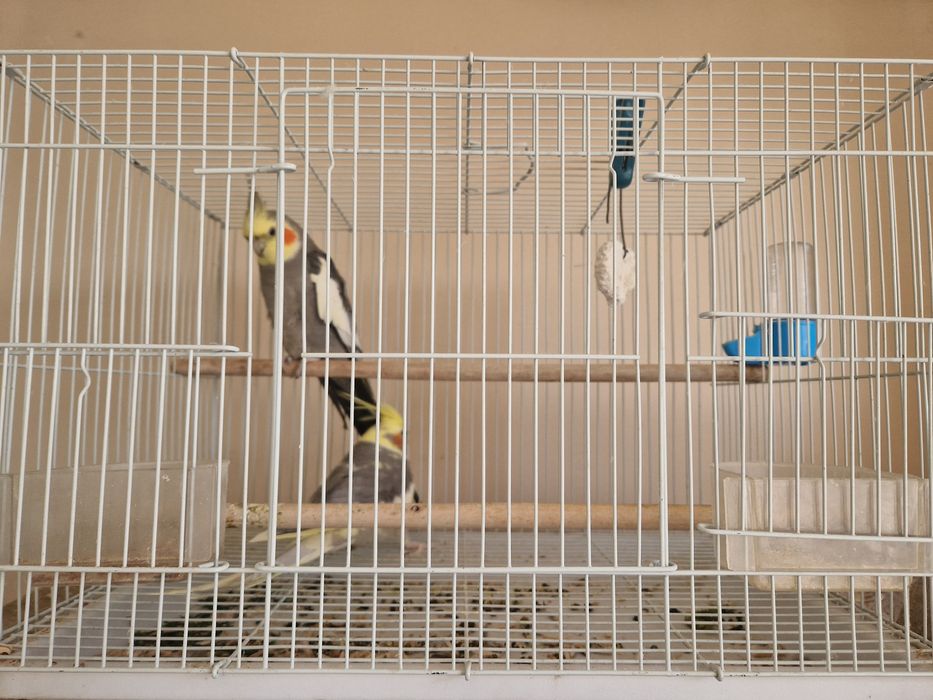 Попугай карелло парочка с клеткой