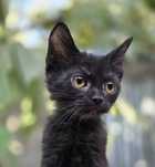 Котёнок, мальчик, 3 месяца