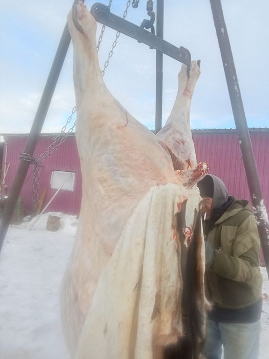 Продам таев на согым