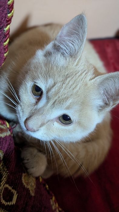 Mushukcha hadiyaga beriladi