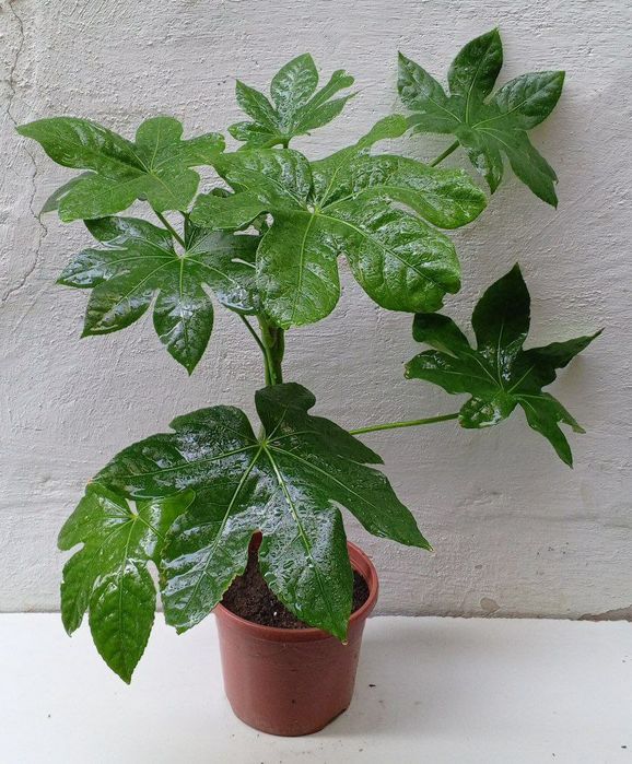 Фатсия японская (Fatsia japonica). Экзотические цветы для дома и офиса