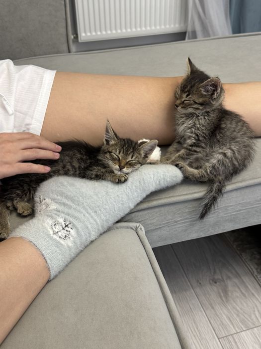 Отдам в хорошие руки котят/котика! Мальчик и девочка