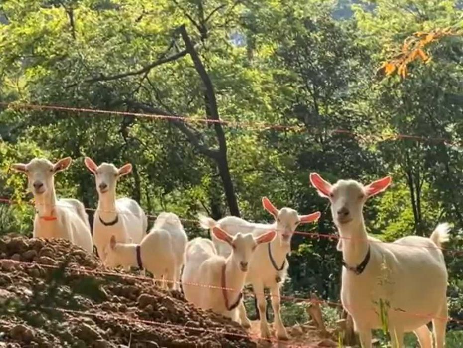 Miere si lapte de capra proaspăt 100% naturale