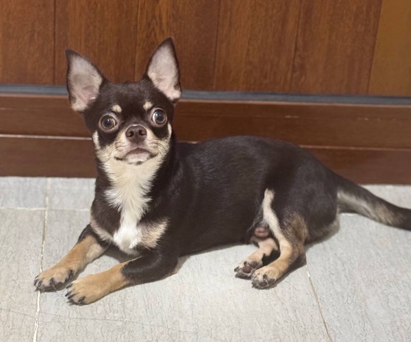 Чихуахуа Арчи ищет себе невесту