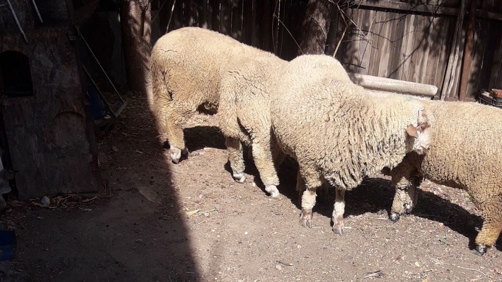 Vand miei/berbecuți