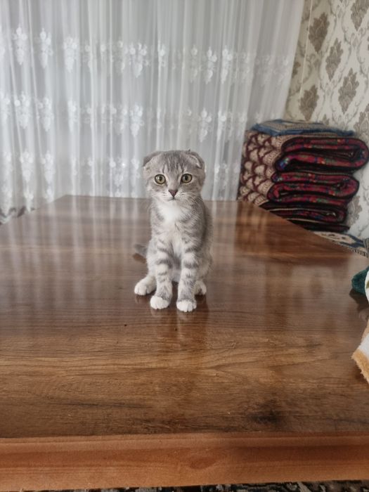 Zotlik mushuk sotiladi 350ming