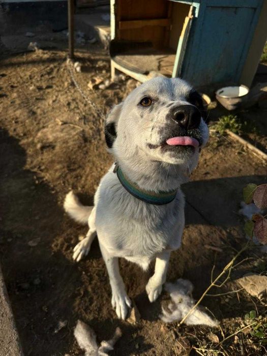 Милая Арта ищет новых хозяев!