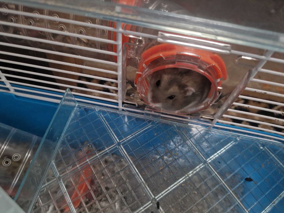 Dau hamsteri spre adoptie