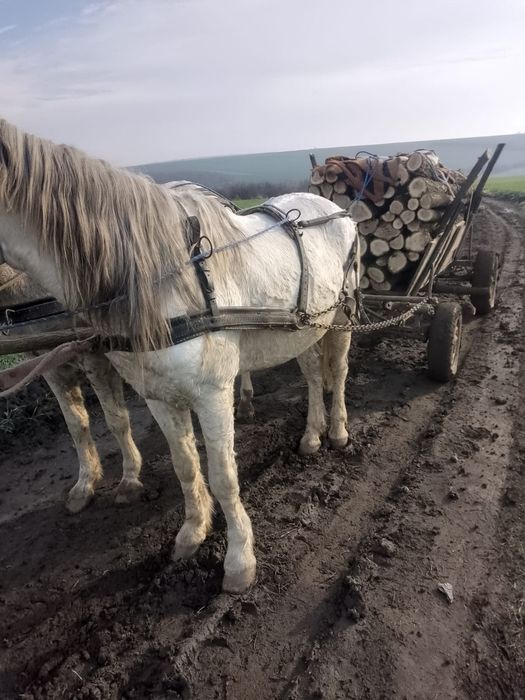 Cai de vânzare forte buni cal 9 ani iapă 13 ani