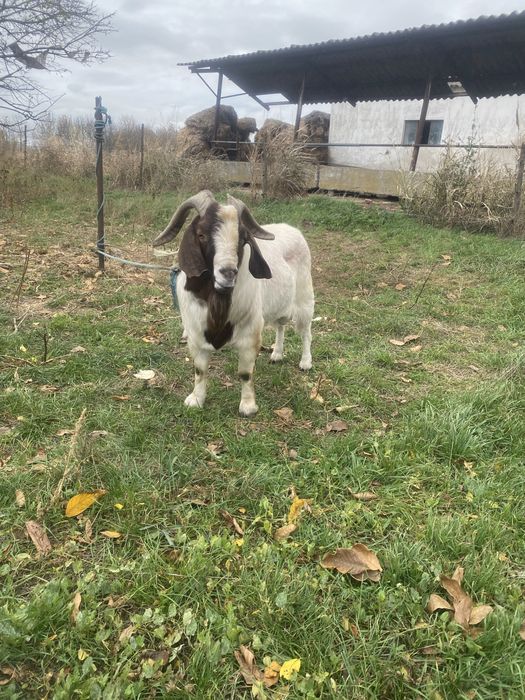 Vand tap boer cu origine import