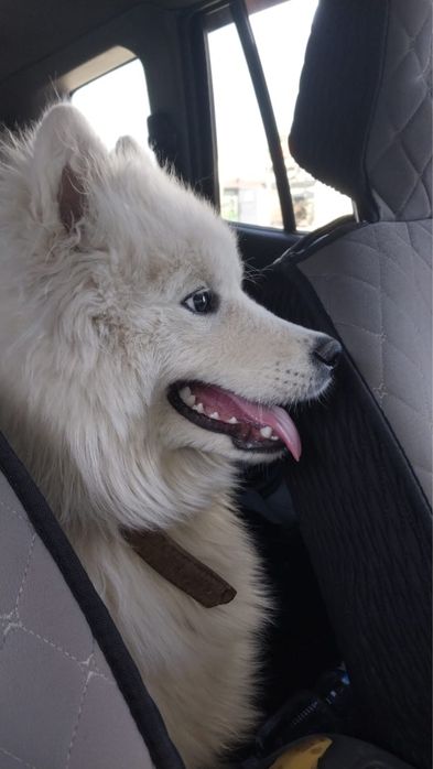 Самоедская лайка ищет мальчика для вязки