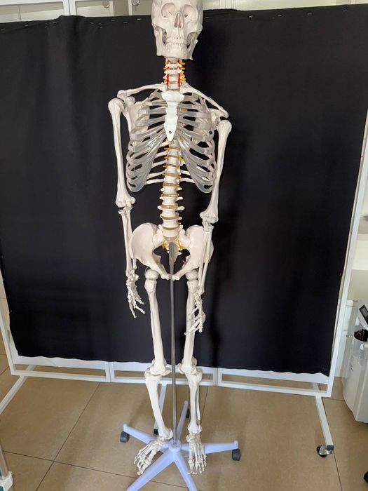 Одам скелети - бирга- бир ўлчамда қилинган