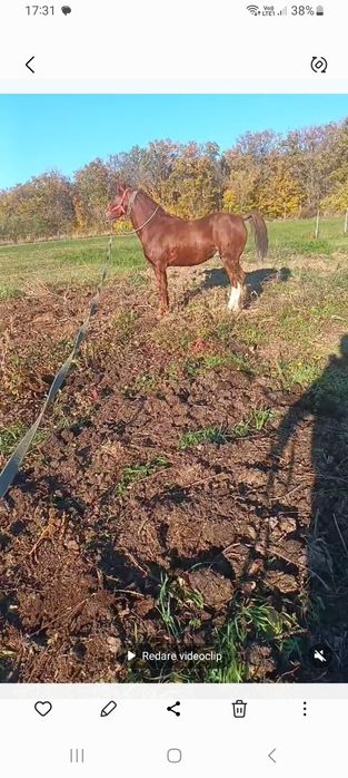 De vânzare cal castrat cuminte și frumos