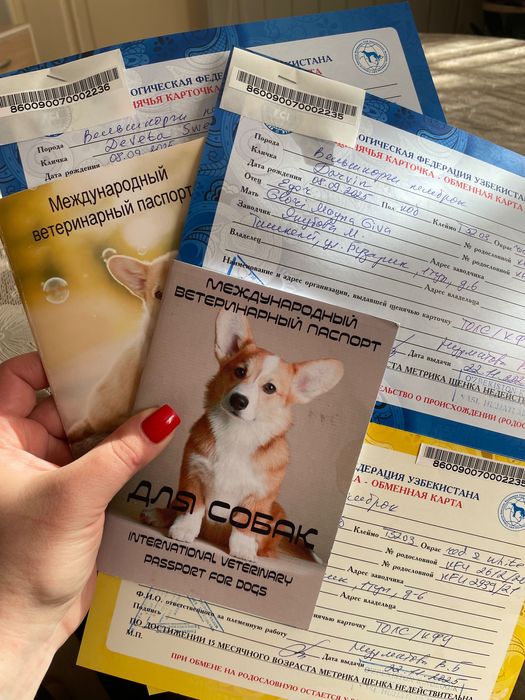 Щенки Корги от клубных родителей