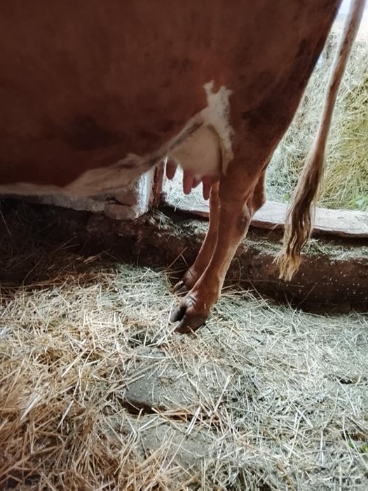 Vaca este inca in garanție