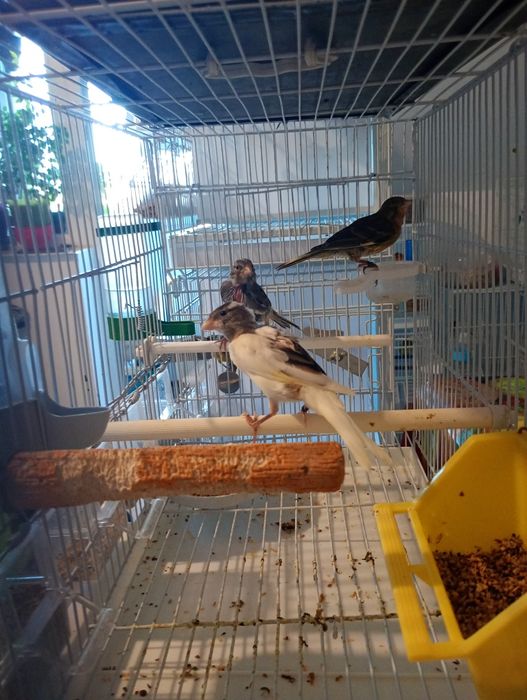 Colivi și canari
