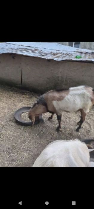 Vând țap de rasă pentru montă sau taiat