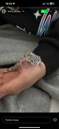 Gecko Leopard 6 luni+Terariu+accesorii
