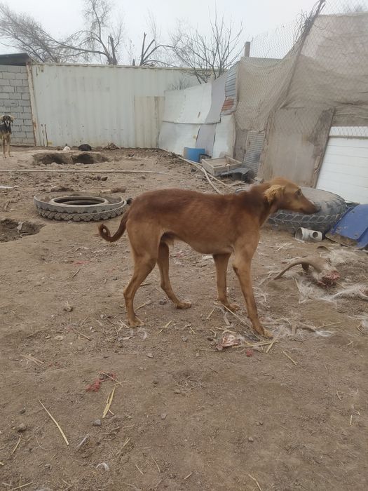 Продам тазы топ.