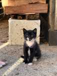 Dau spre adopție