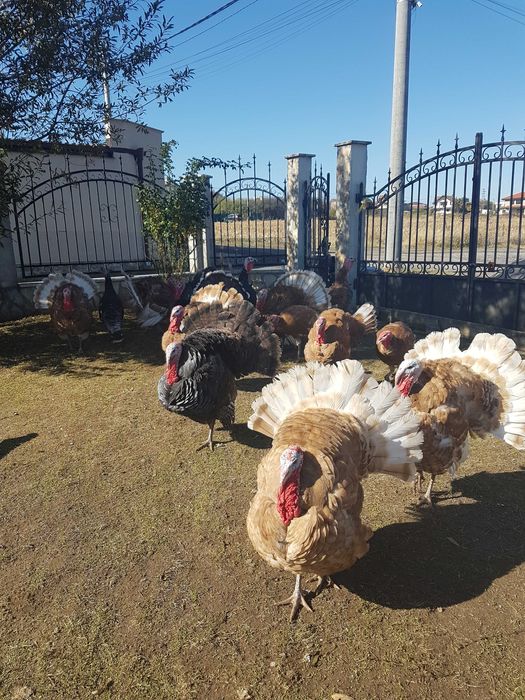 Продавам свободно гледани пуйки