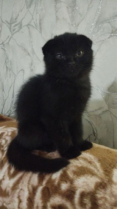 Мажор ищет дом и семью!
