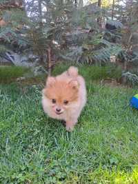 Disponibili pomeranian