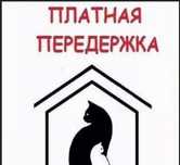 Передержка для  котят, кошек и собачек