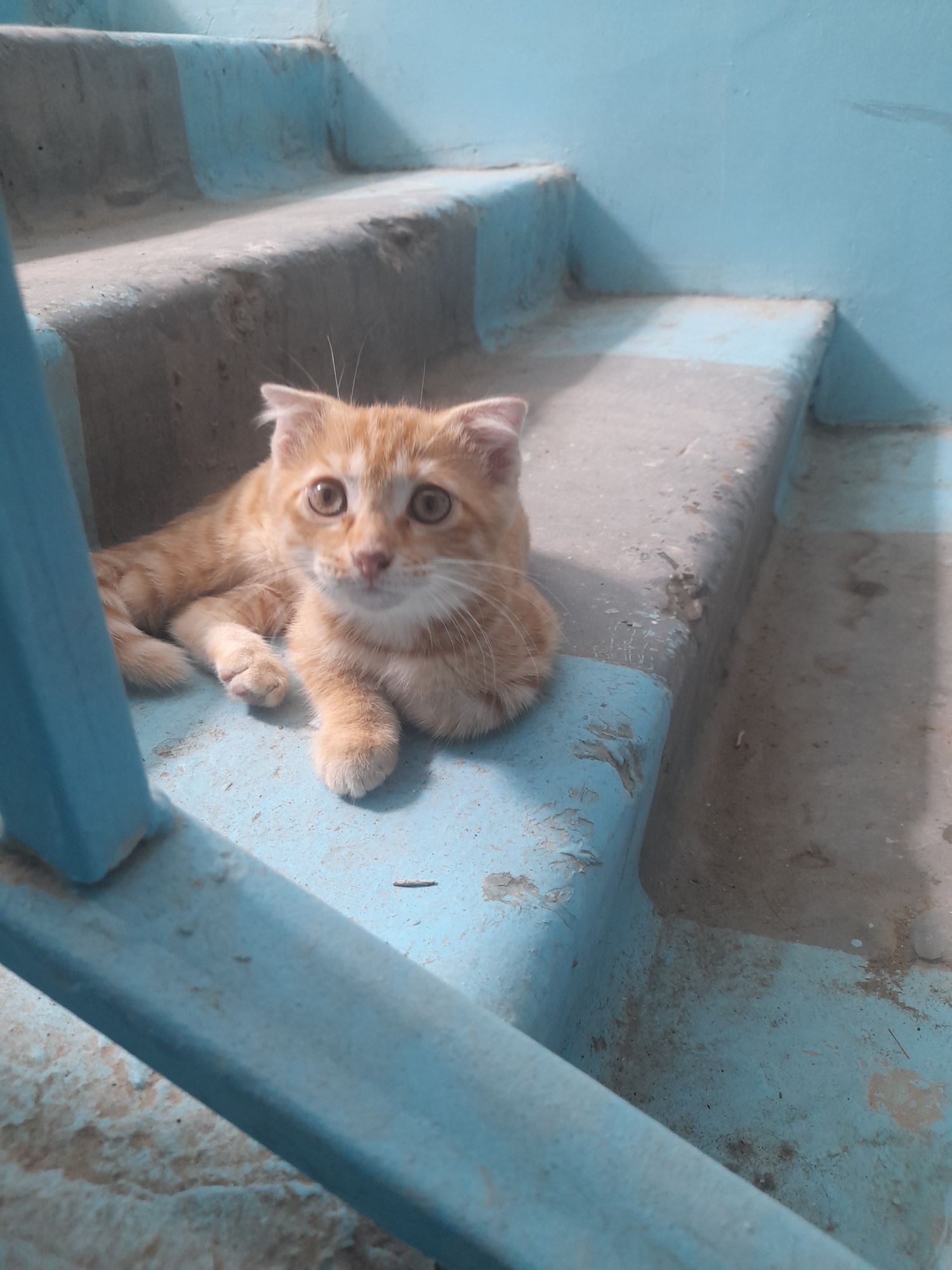Котенок вислоухий