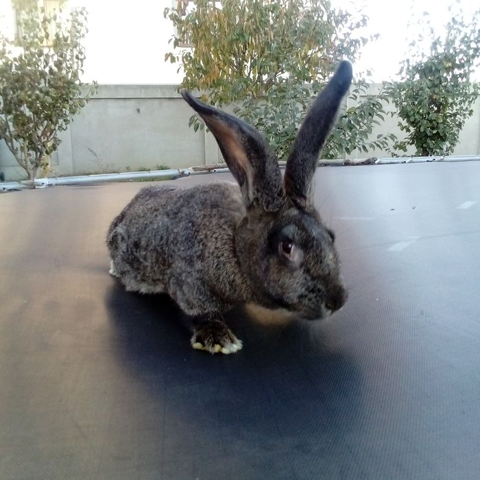 Vând iepuriță din rasa belgian