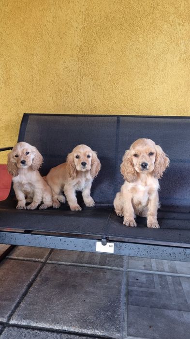 Кучета кокер шпаньол