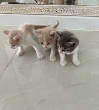 3 кошка 2 малчик 1девушка