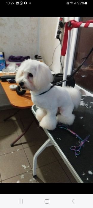 Frizerie canină ayșa