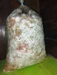 Miceliu pe rumeguș pleurotus