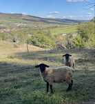 Berbecuți suffolk de vânzare