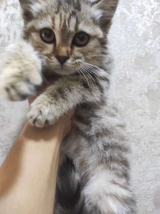 Продаю скоттиш страйт