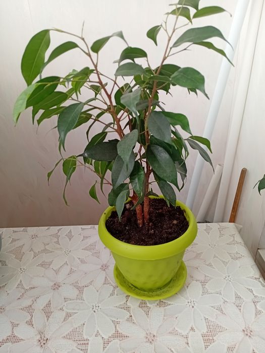 Продам цветы комнатные