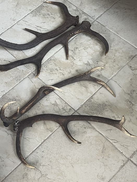 Coarne cerb 2 perechi