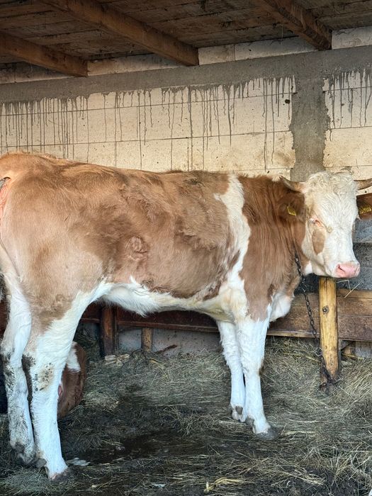 Vand jurinca de tinut sau sacrificat!