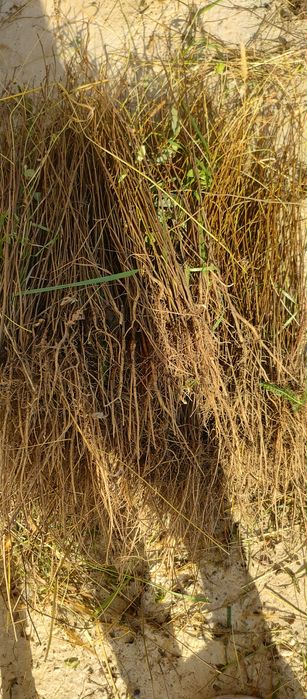 Puieți salcâm frasin mesteacăn fag carpen tei