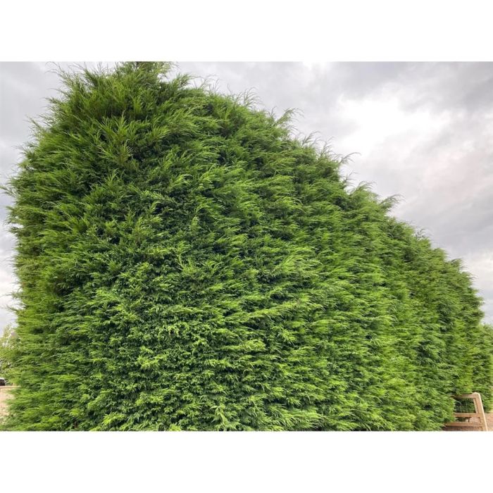 Chiparos Leylandii Altoit