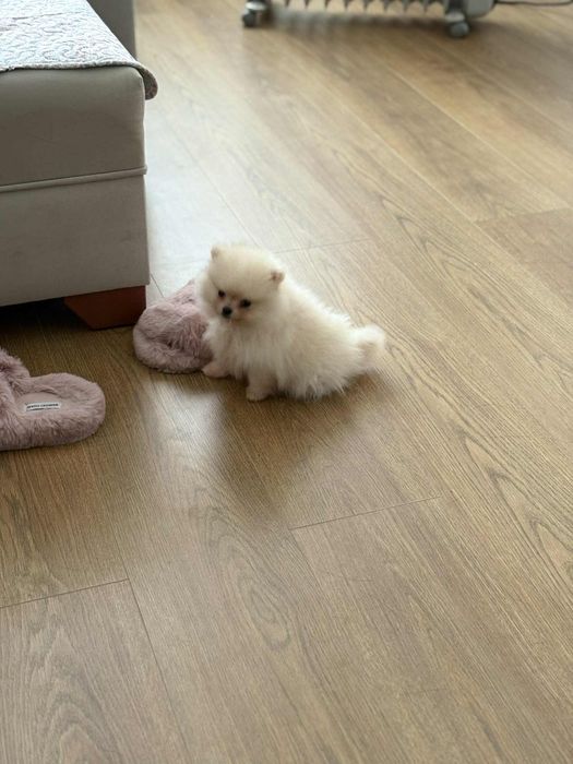 Женски Мини померан