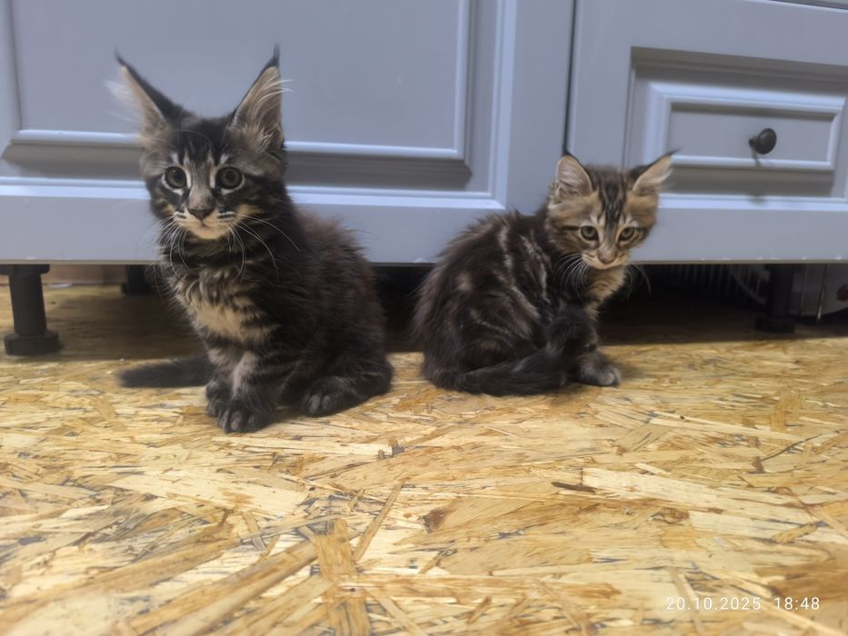 Продаются котята Мэйн куны