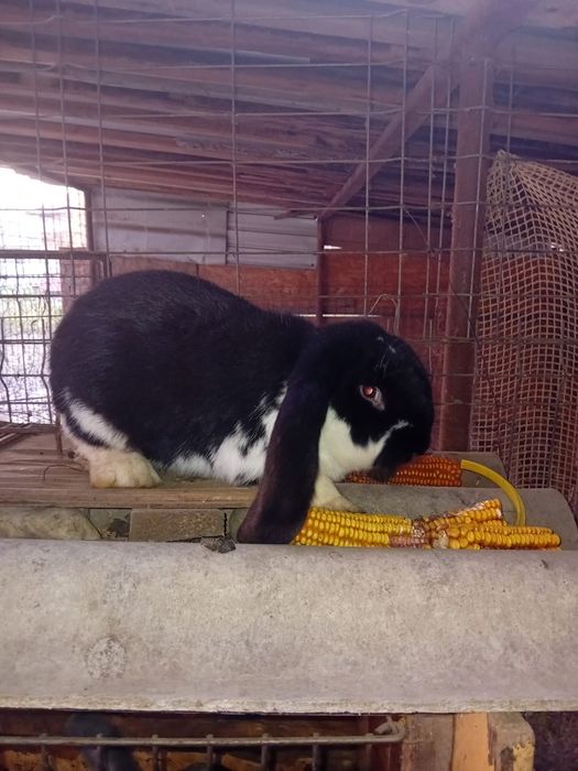 Vând iepuri berbec german