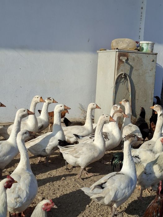 Дикие гуси 1 шт- 9000