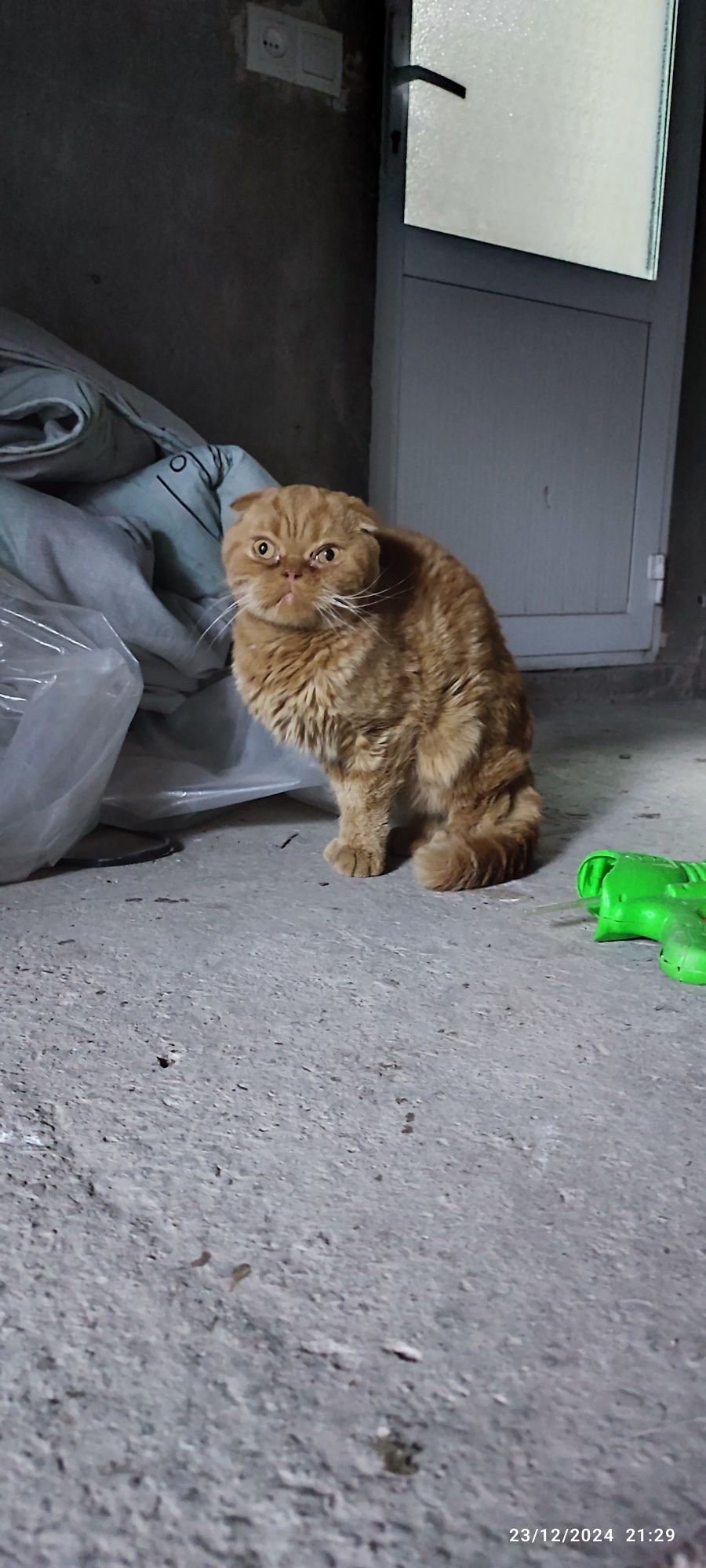 zoti, "Scottish Fold" oʻgʻlbola mushuo