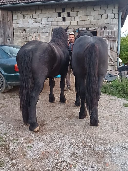 De vânzare mânzi armăsari