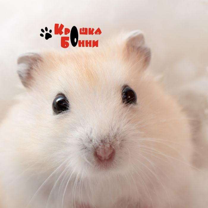 Хомячки, хомячок, джунгарики и сирийся