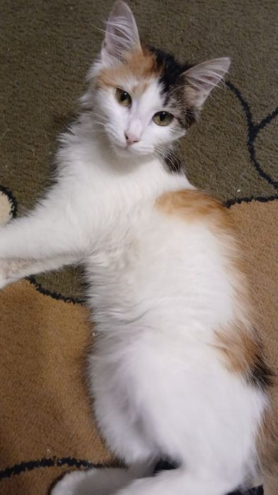 Отдам котенка девочку